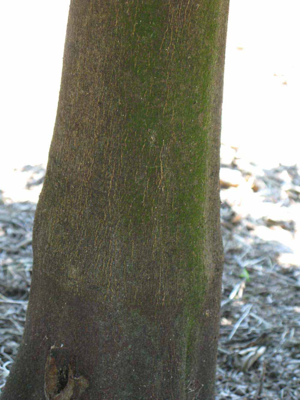            Bark (Winter Haven, FL)      